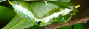 Pupae
